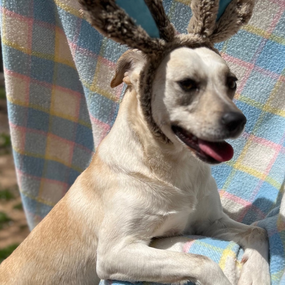 DARLING DANI, Young Female Mountain Cur