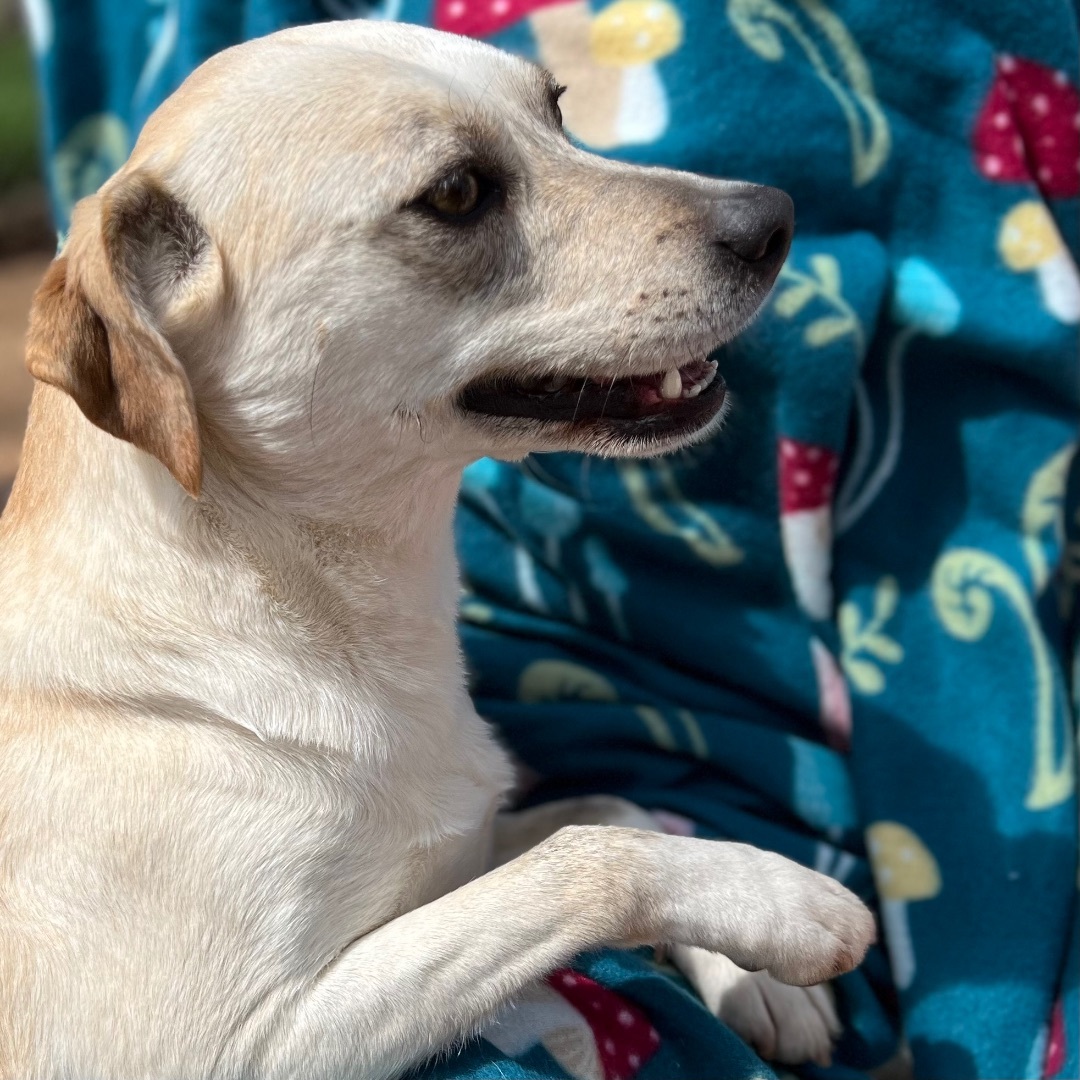 DARLING DANI, a Adoptable mixed breed in Shawnee, OK image 2/10