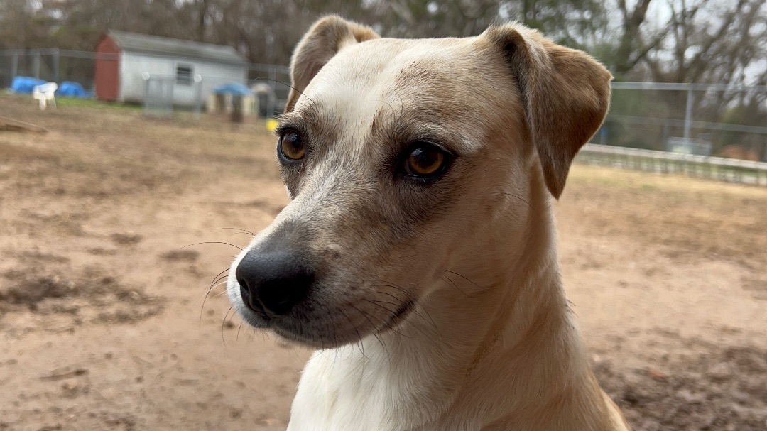DARLING DANI, a Adoptable mixed breed in Shawnee, OK image 3/10