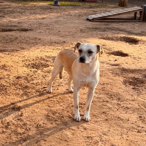 DARLING DANI, a Adoptable mixed breed in Shawnee, OK image 4/10