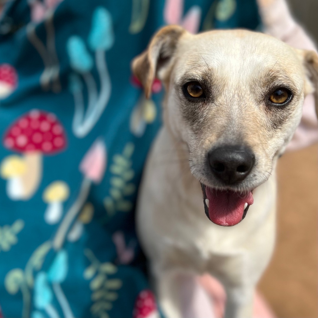 DARLING DANI, a Adoptable mixed breed in Shawnee, OK image 5/10