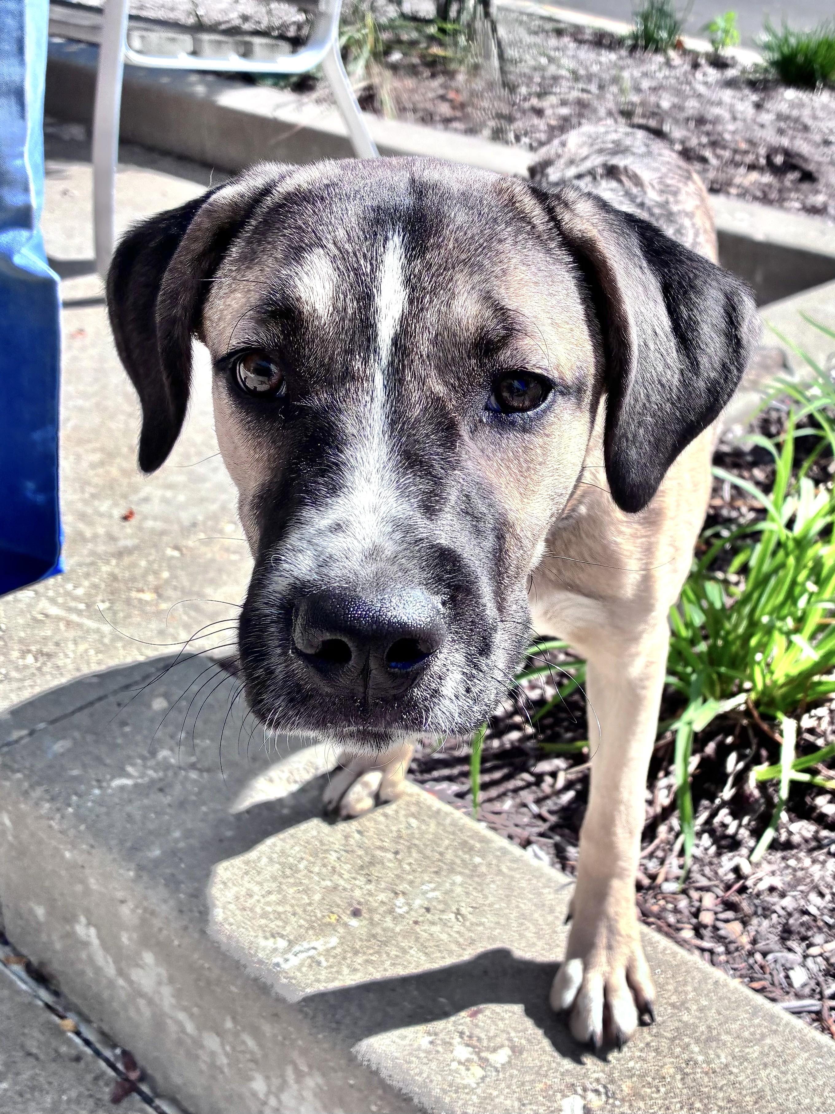 Enlarge Zassy, a Adoptable mixed breed in West Chicago, IL image 2/4