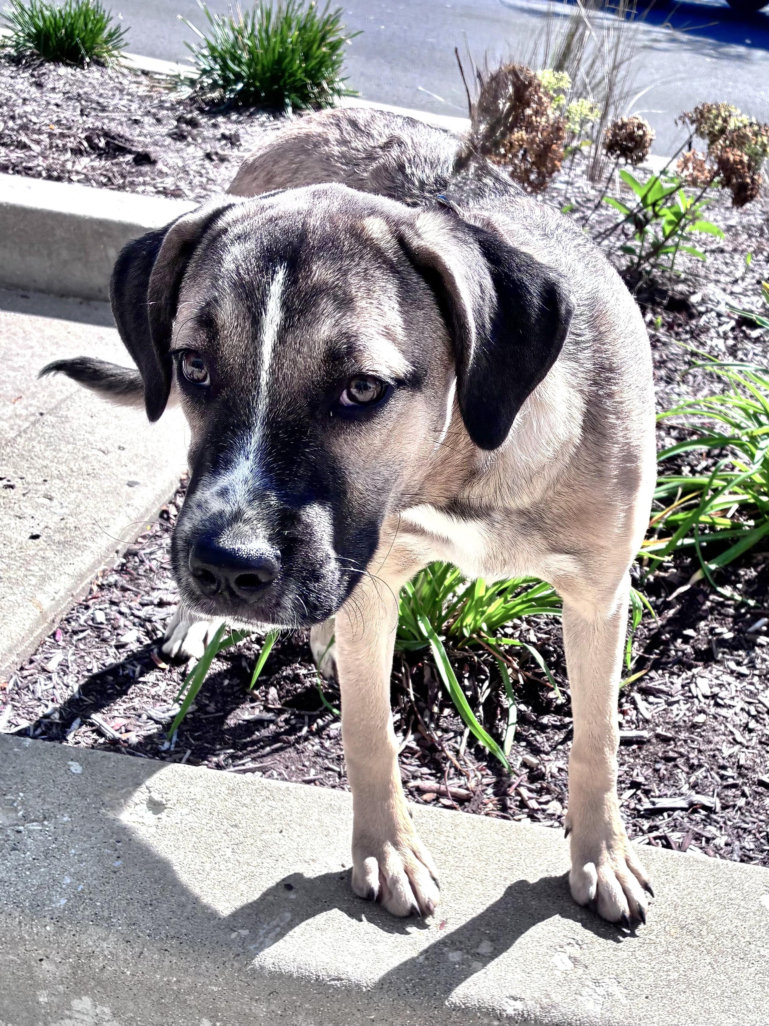 Enlarge Zassy, a Adoptable mixed breed in West Chicago, IL image 3/4