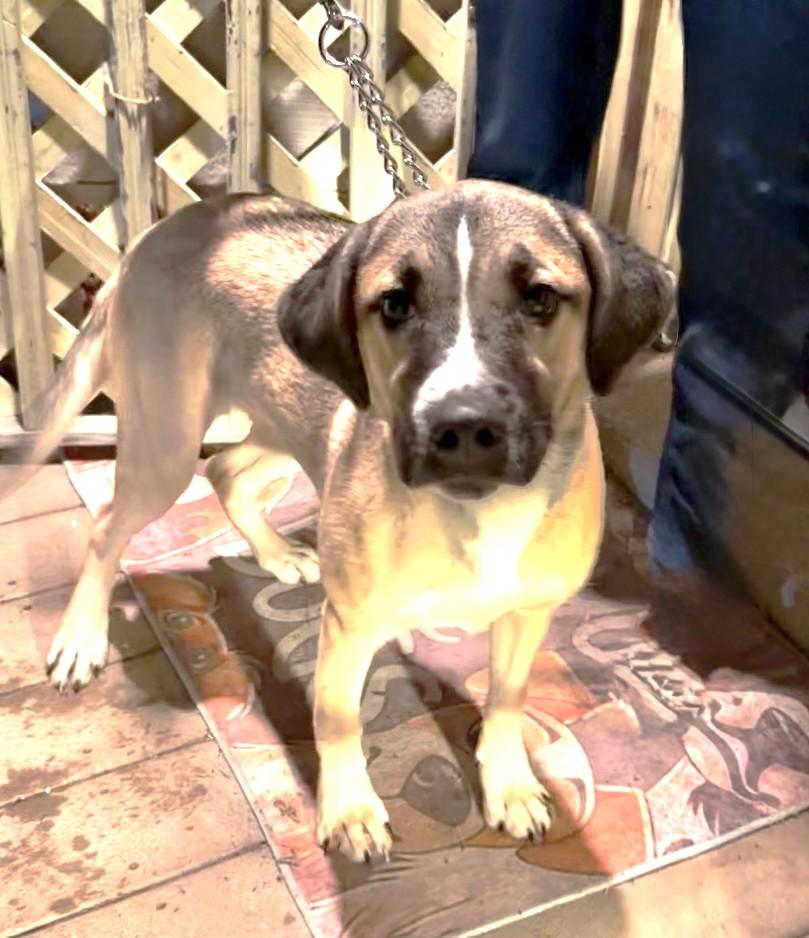 Zassy, Adoptable, Puppy Female Shepherd.