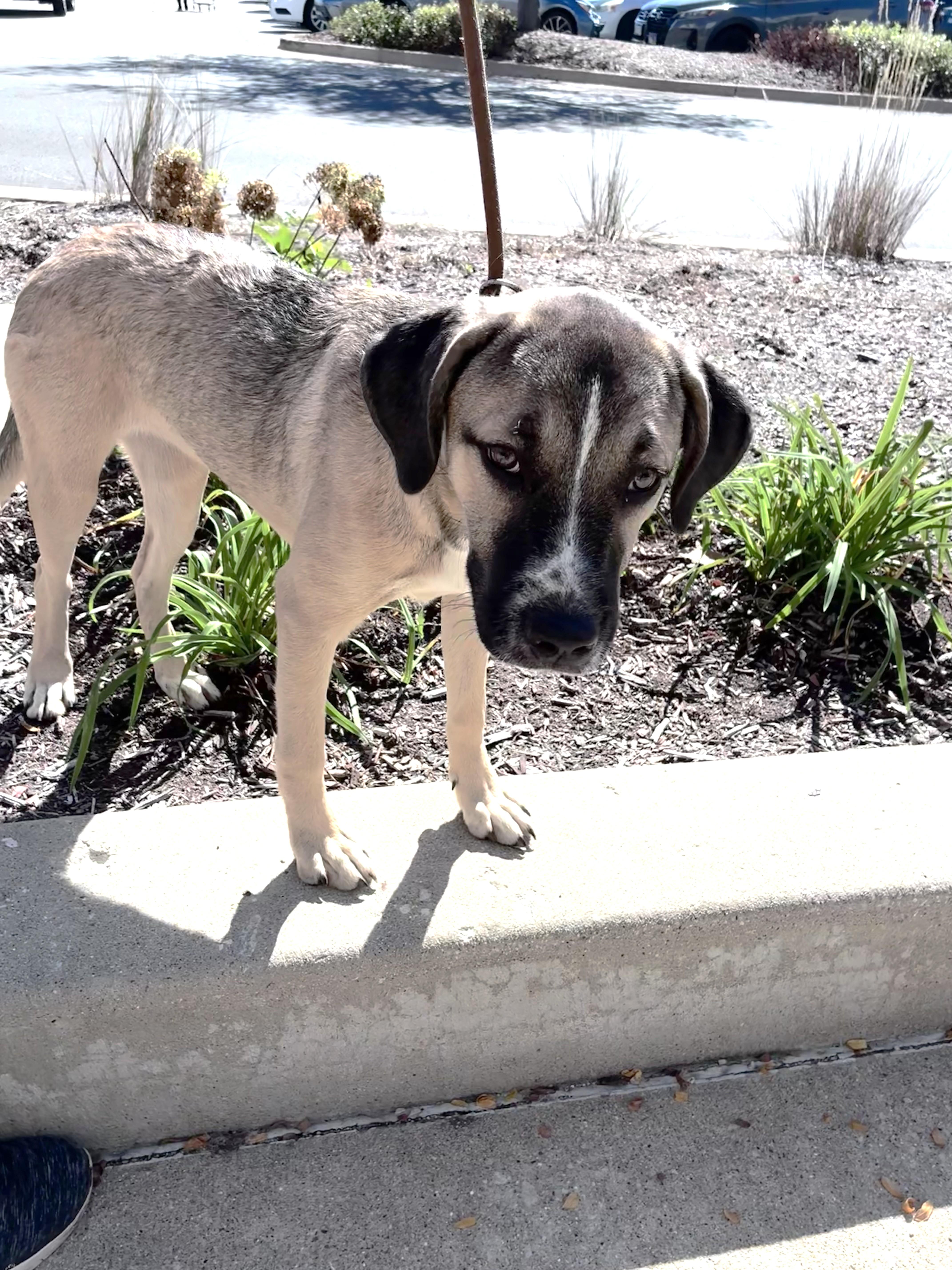 Enlarge Zassy, a Adoptable mixed breed in West Chicago, IL image 4/4