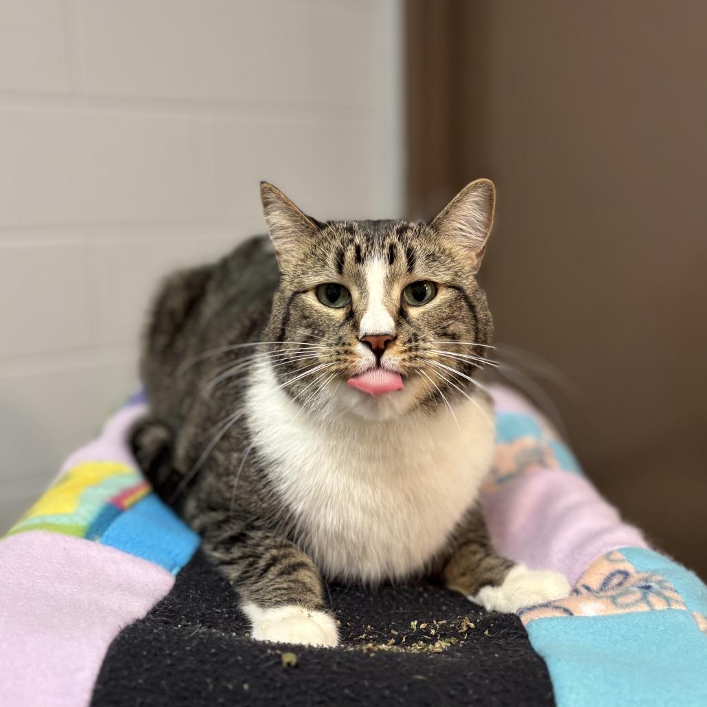 Enlarge Baxter, a Adoptable Domestic Short Hair in Fargo, ND image 1/6