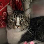 Enlarge Baxter, a Adoptable Domestic Short Hair in Fargo, ND image 2/6