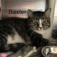 Enlarge Baxter, a Adoptable Domestic Short Hair in Fargo, ND image 3/6