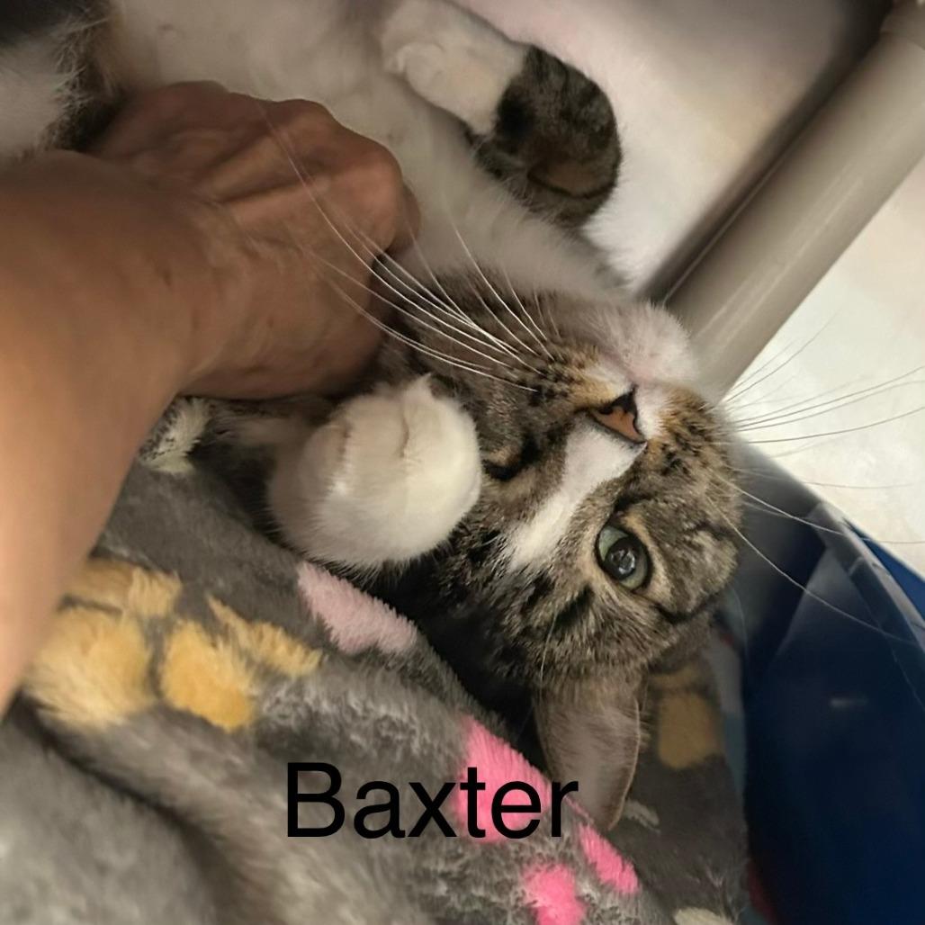 Enlarge Baxter, a Adoptable Domestic Short Hair in Fargo, ND image 4/6