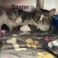 Enlarge Baxter, a Adoptable Domestic Short Hair in Fargo, ND image 5/6