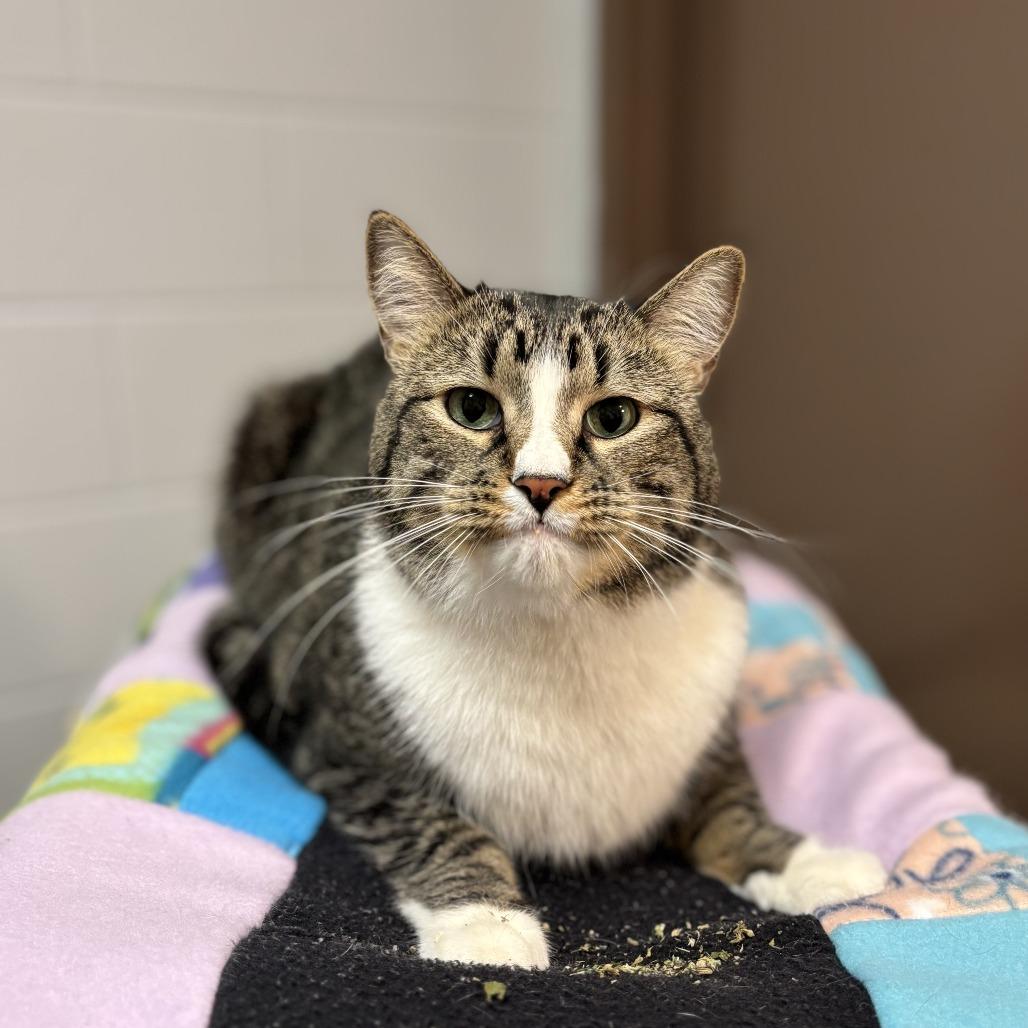 Enlarge Baxter, a Adoptable Domestic Short Hair in Fargo, ND image 6/6