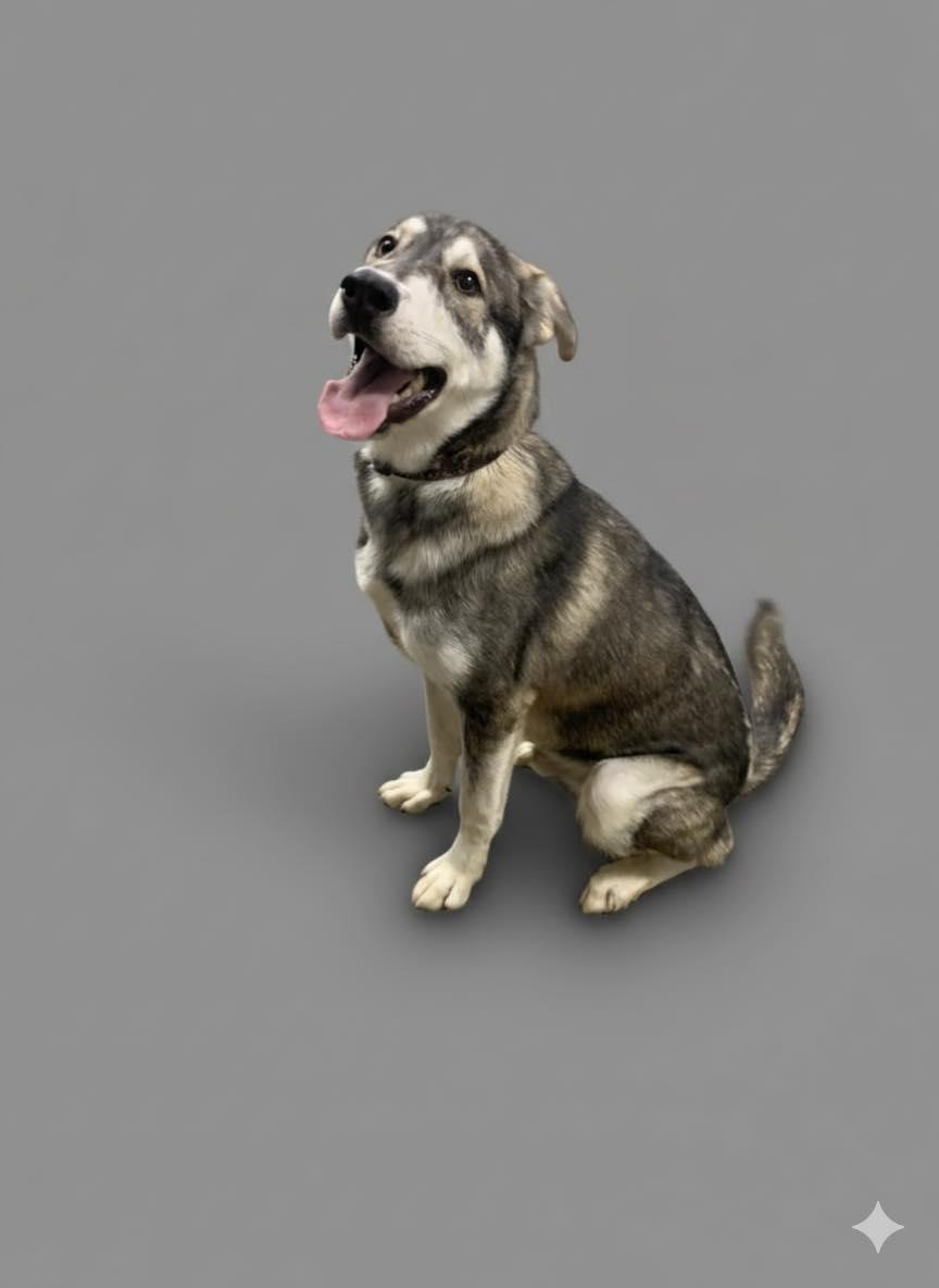 Waldo, Adoptable, Young Male Husky & Shepherd.