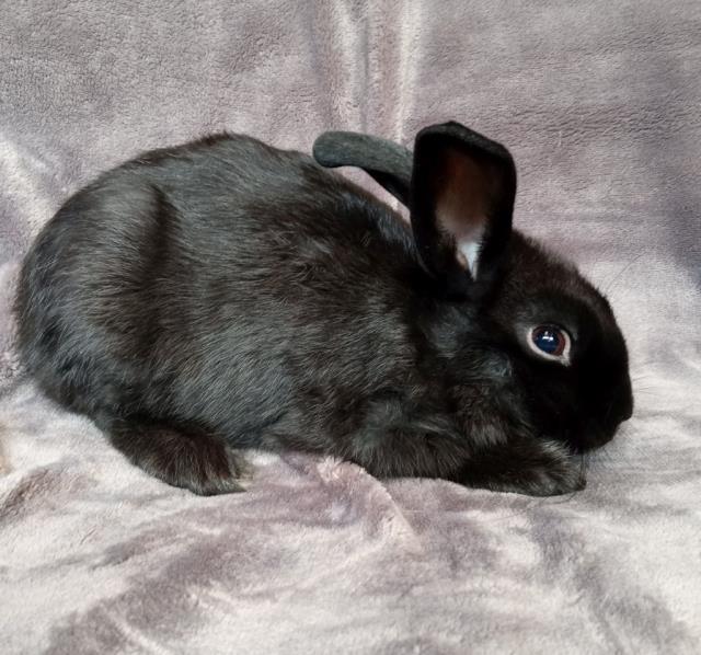 Enlarge FRANKS, a Adoptable Bunny Rabbit in Santa Maria, CA image 1/1