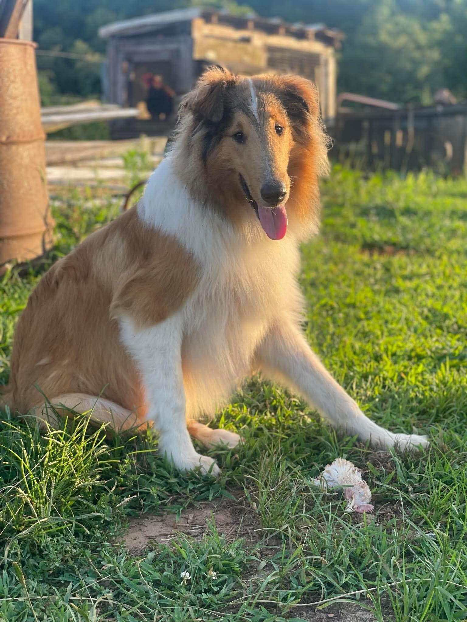 Enlarge Rune, a Adoptable Rough Collie in Willard, NC image 1/6