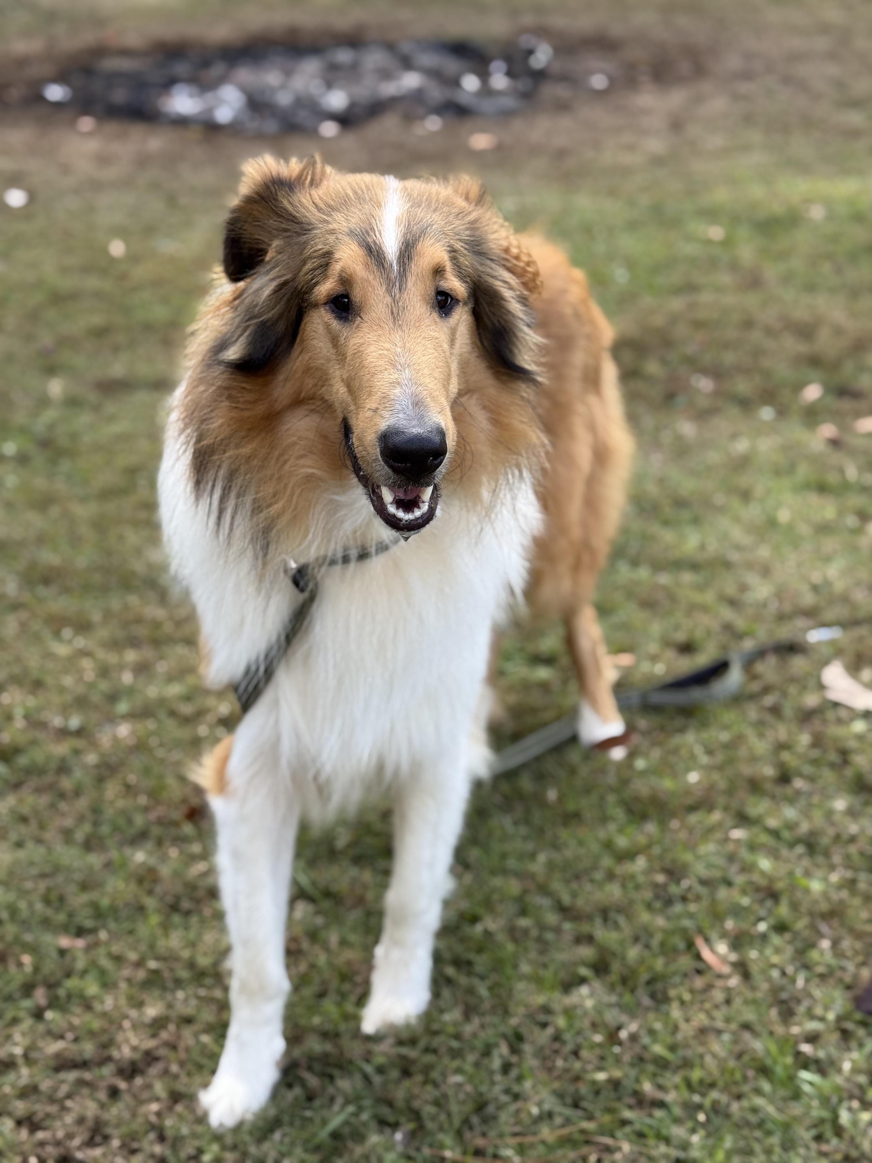 Enlarge Rune, a Adoptable Rough Collie in Willard, NC image 5/6