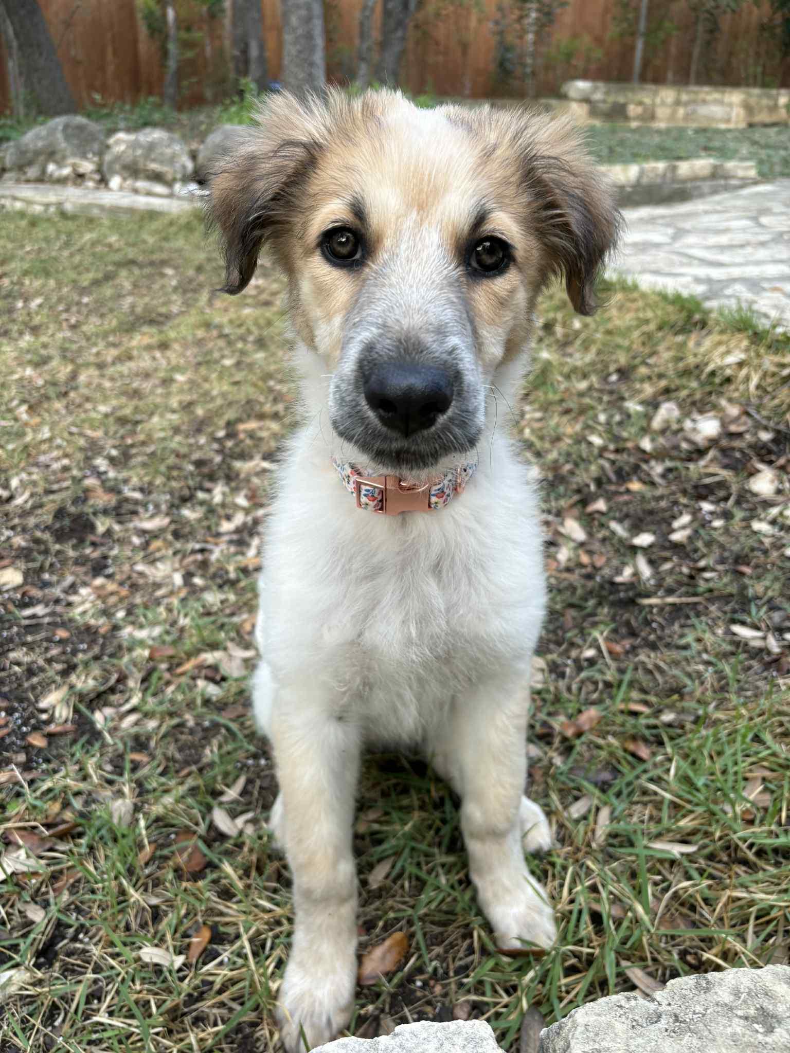 Enlarge Ophelia , an adopted mixed breed in Boerne, TX image 3/6
