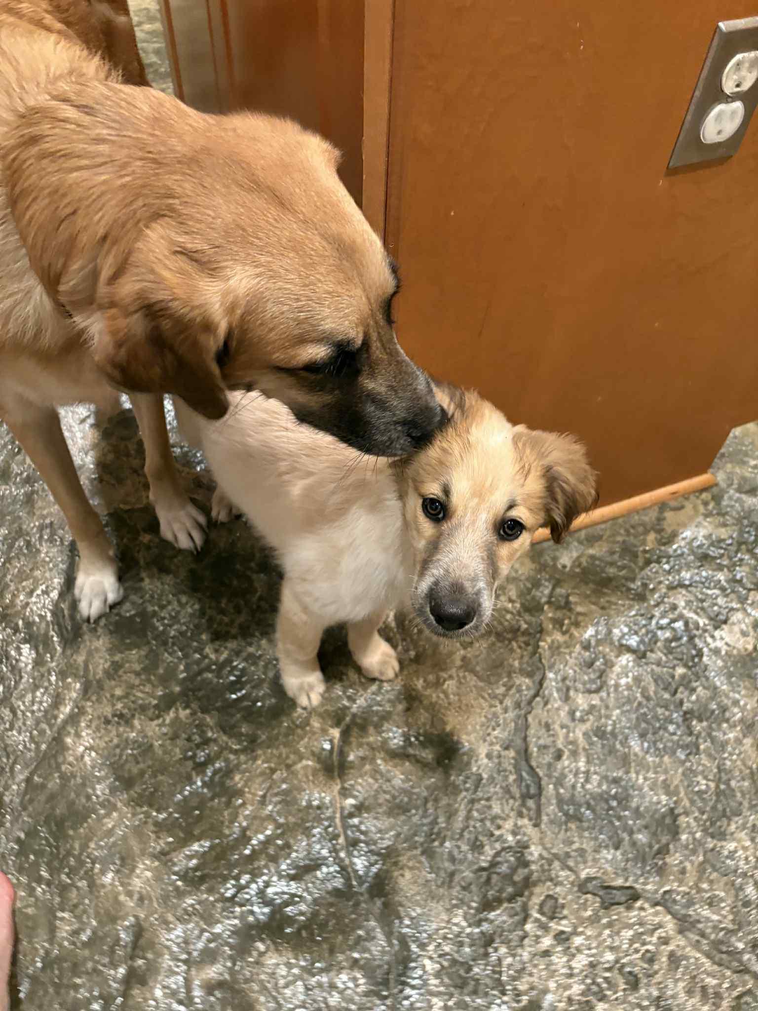 Enlarge Ophelia , an adopted mixed breed in Boerne, TX image 2/6