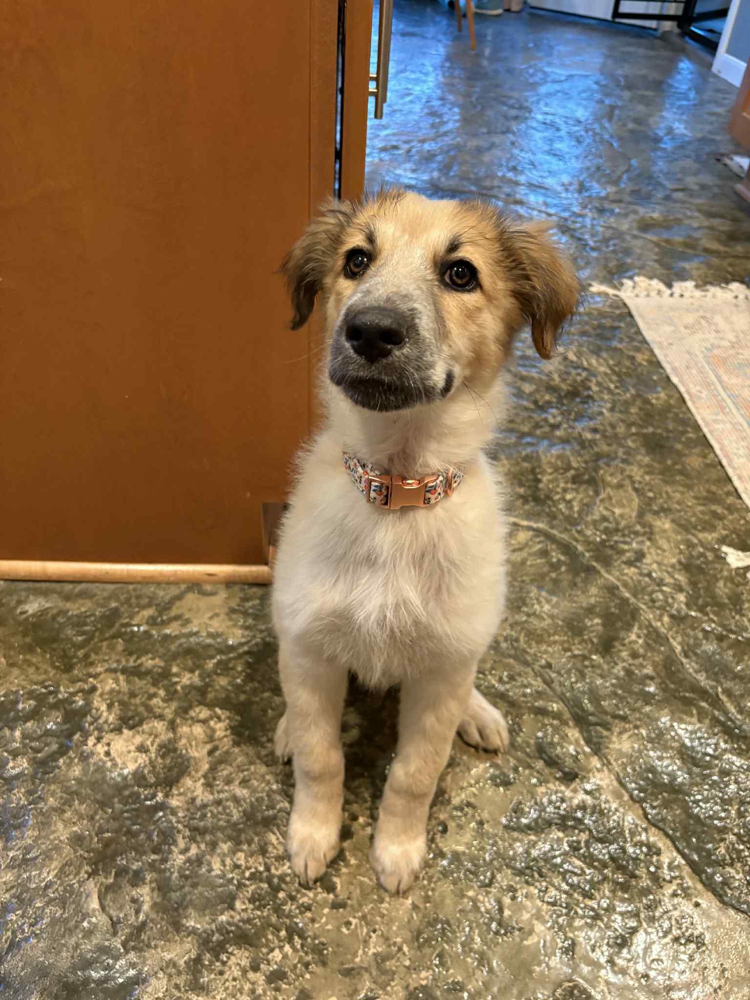 Ophelia , adopted, Puppy Female Great Pyrenees.