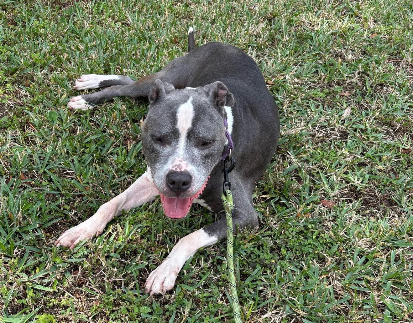 Enlarge Rex, a Adoptable mixed breed in Lauderhill, FL image 3/4