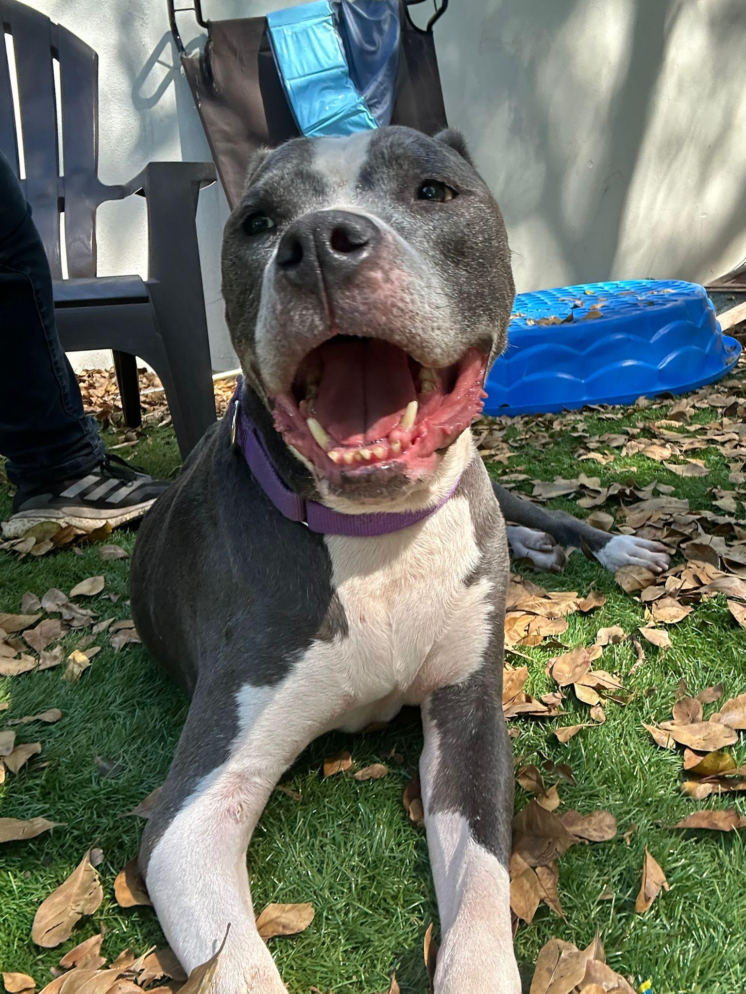 Enlarge Rex, a Adoptable mixed breed in Lauderhill, FL image 2/4