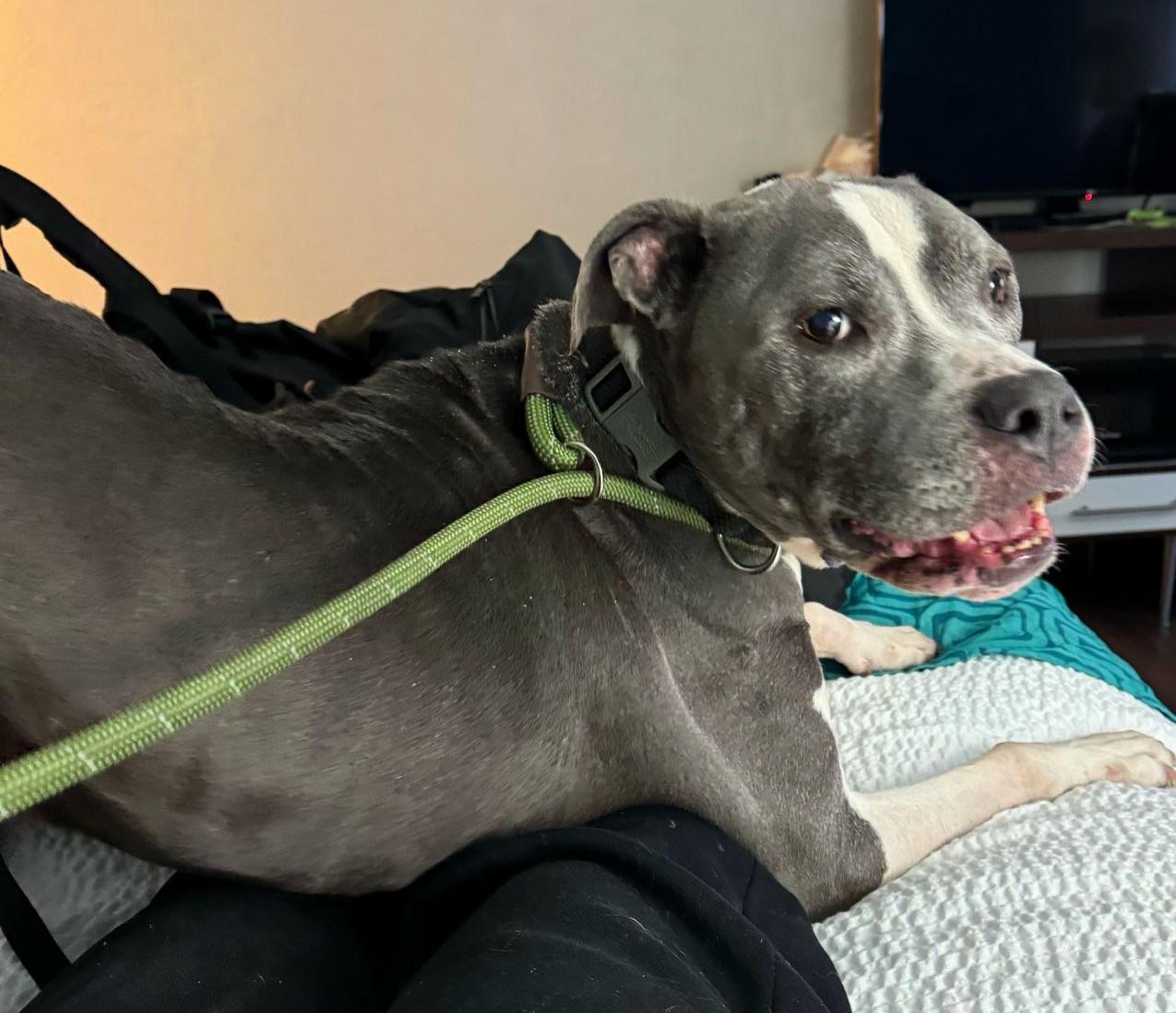 Enlarge Rex, a Adoptable mixed breed in Lauderhill, FL image 4/4