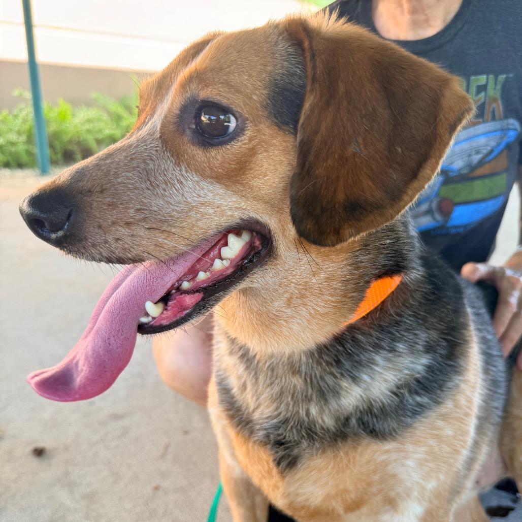 Enlarge Cheesy Gordita, a Adoptable Beagle in Miami, FL image 1/6
