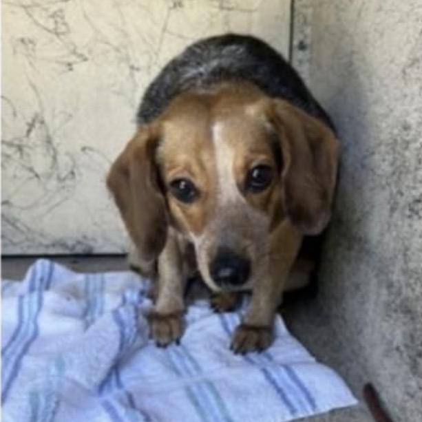 Enlarge Cheesy Gordita, a Adoptable Beagle in Miami, FL image 2/6