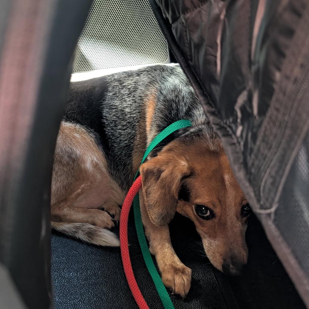 Enlarge Cheesy Gordita, a Adoptable Beagle in Miami, FL image 3/6