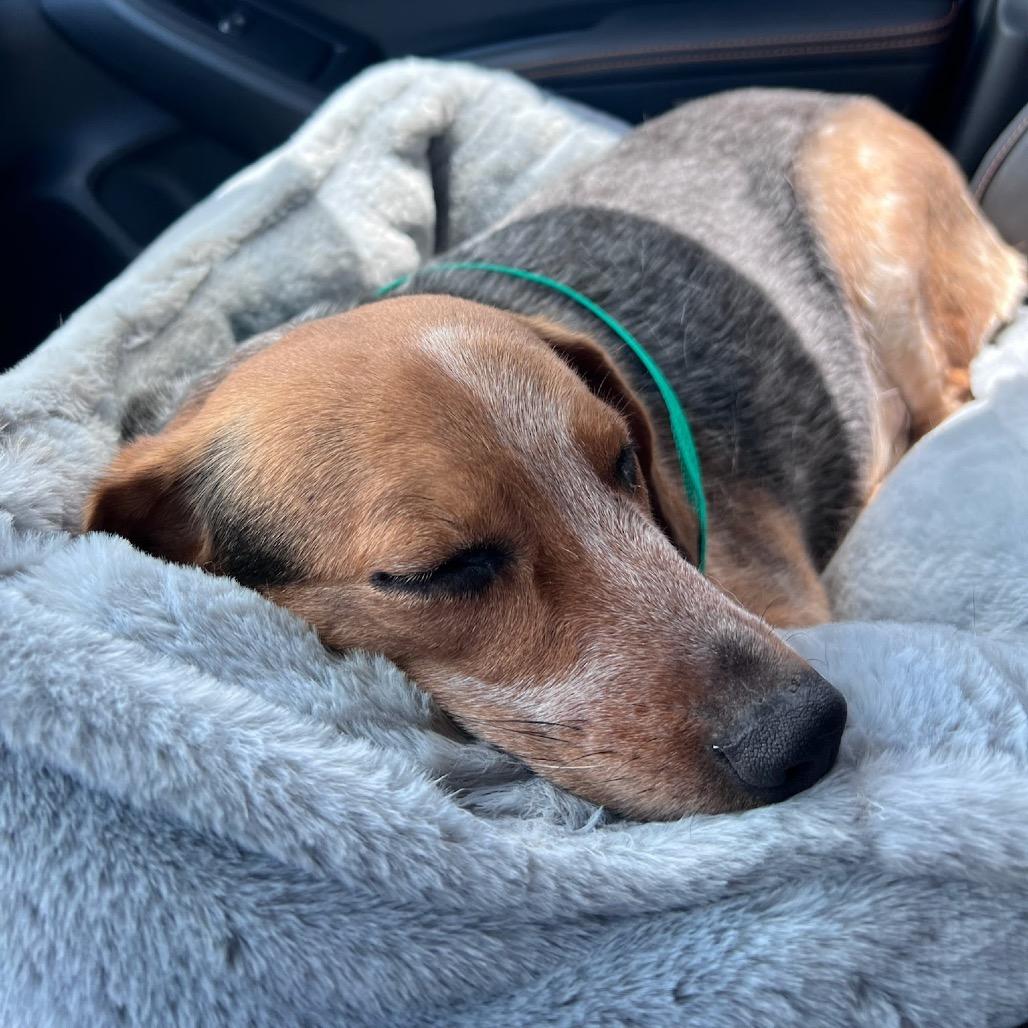 Enlarge Cheesy Gordita, a Adoptable Beagle in Miami, FL image 4/6