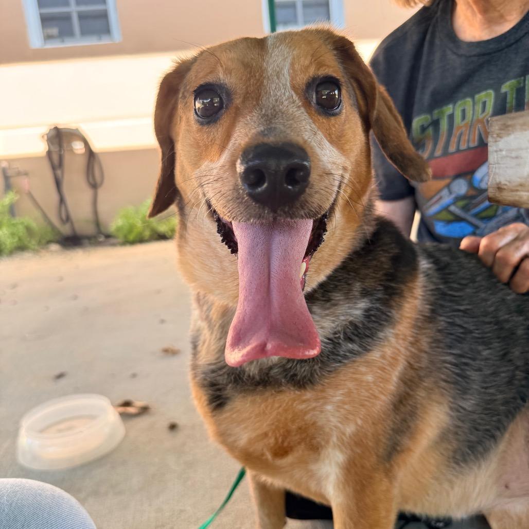 Enlarge Cheesy Gordita, a Adoptable Beagle in Miami, FL image 5/6
