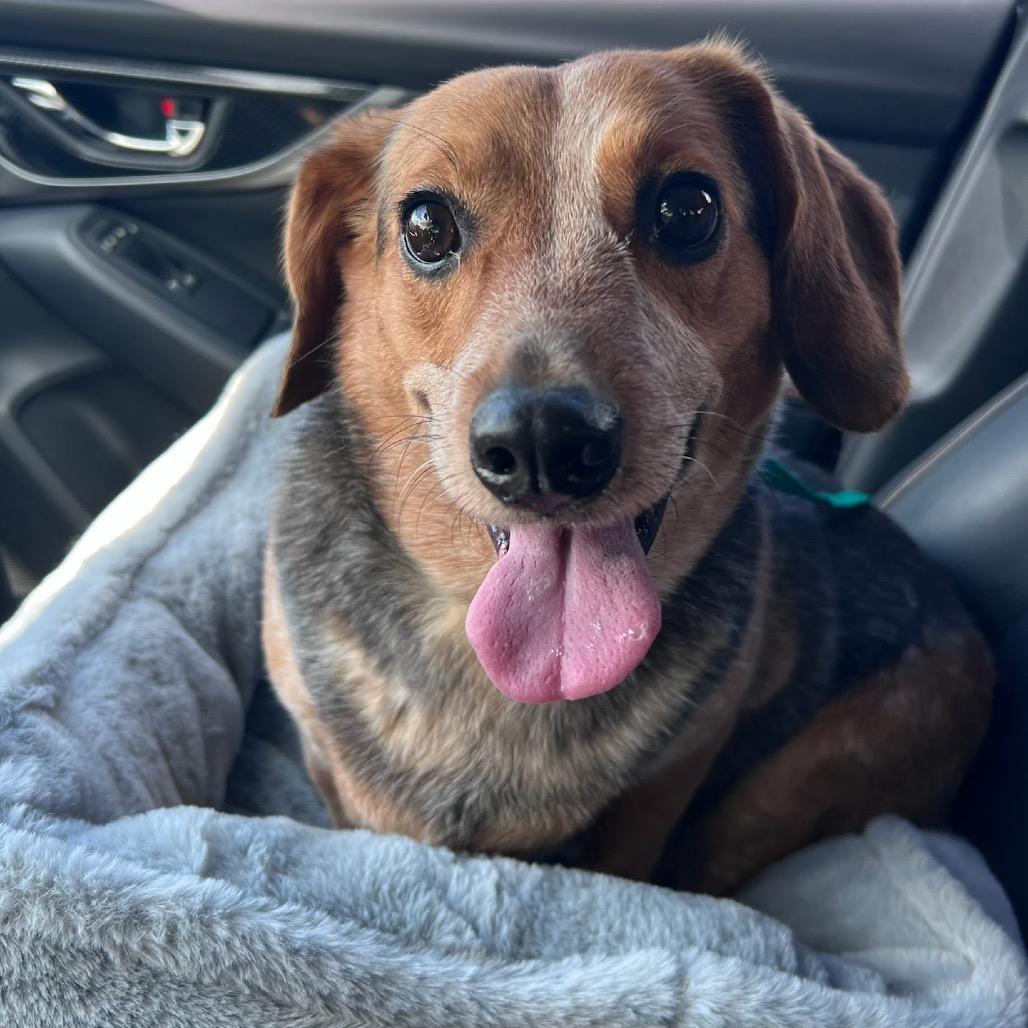 Enlarge Cheesy Gordita, a Adoptable Beagle in Miami, FL image 6/6