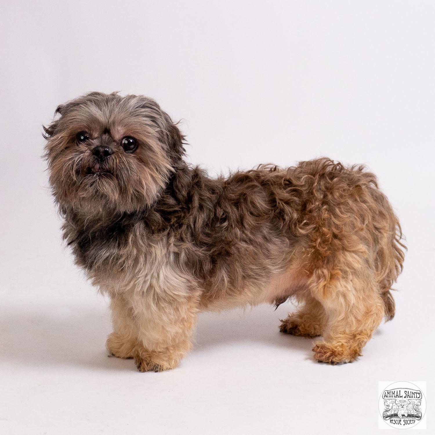 Bueller, a ADOPTABLE Shih Tzu in Fort Montgomery, NY image 4/5