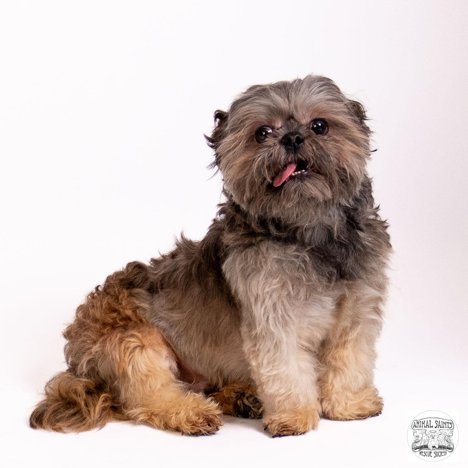 Bueller, a ADOPTABLE Shih Tzu in Fort Montgomery, NY image 2/5
