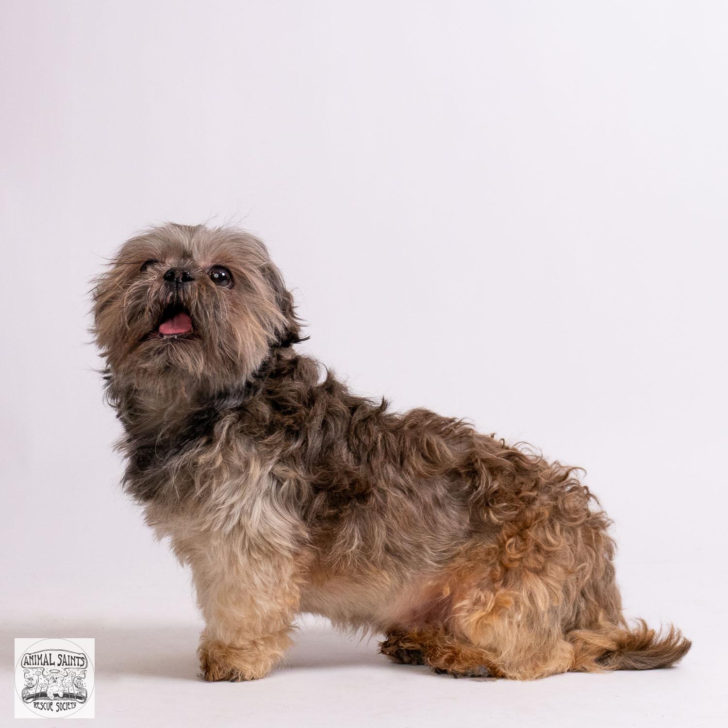Bueller, a ADOPTABLE Shih Tzu in Fort Montgomery, NY image 5/5