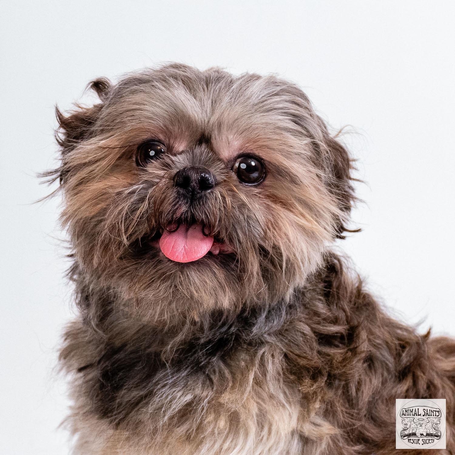 Bueller, a ADOPTABLE Shih Tzu in Fort Montgomery, NY image 1/5