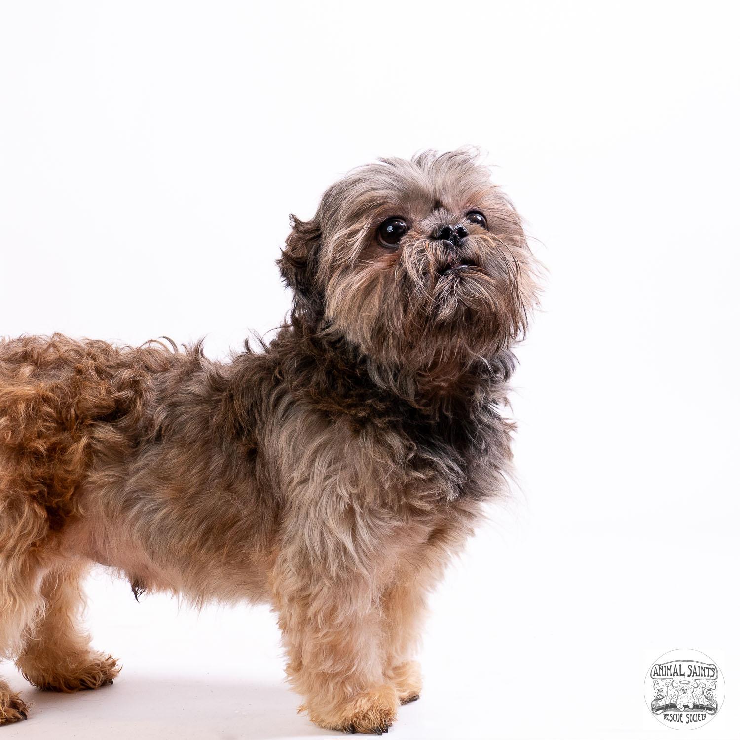 Bueller, a ADOPTABLE Shih Tzu in Fort Montgomery, NY image 3/5