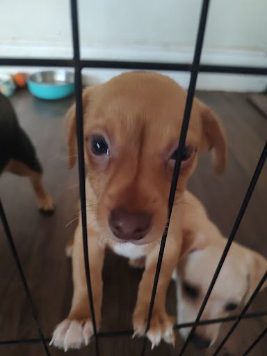 Susie Q pup 1