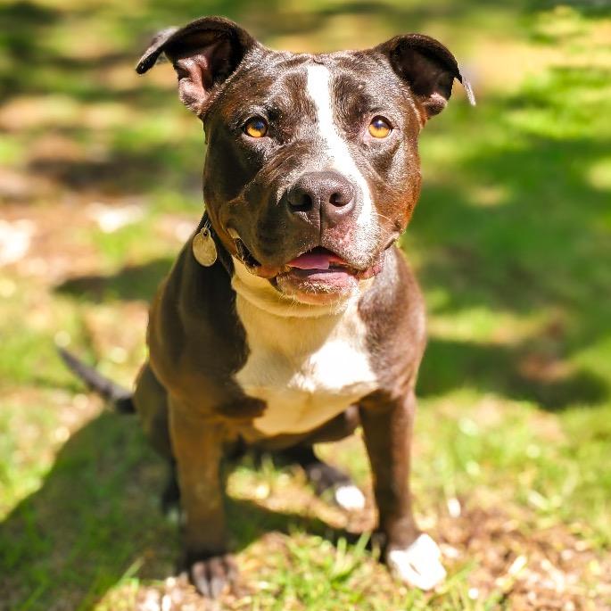 Ivan, a Adoptable Mixed Breed in Springboro, OH image 1/6
