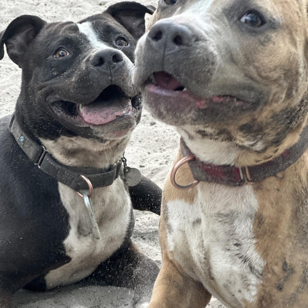 Ivan, a Adoptable Mixed Breed in Springboro, OH image 1/6