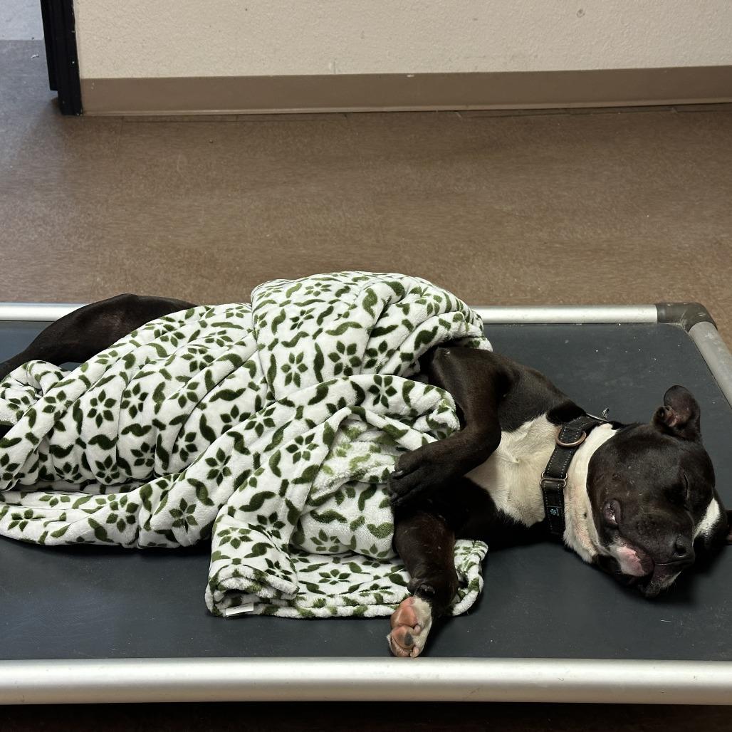 Ivan, a Adoptable Mixed Breed in Springboro, OH image 3/6