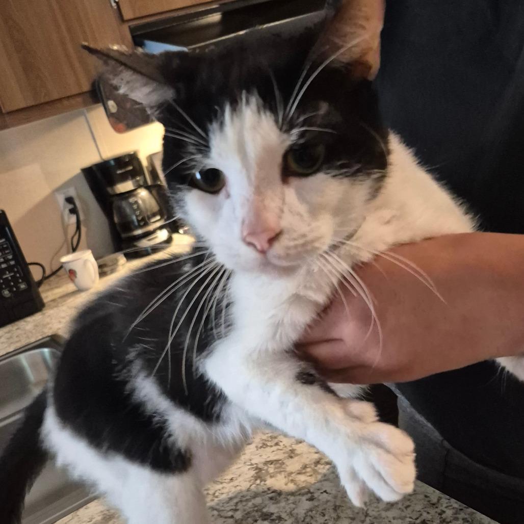 Enlarge Pinky, a Adoptable Domestic Short Hair in Columbus, GA image 1/4