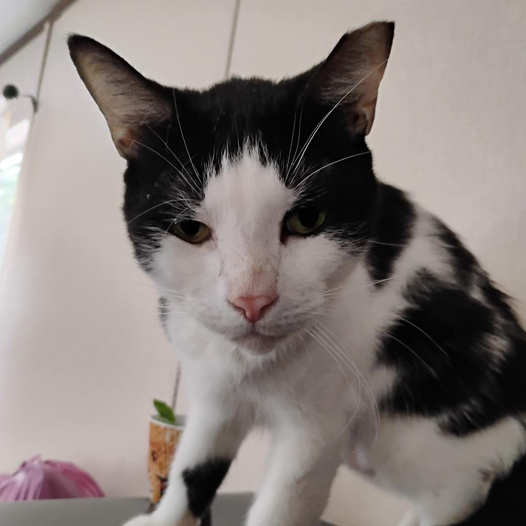 Enlarge Pinky, a Adoptable Domestic Short Hair in Columbus, GA image 2/4