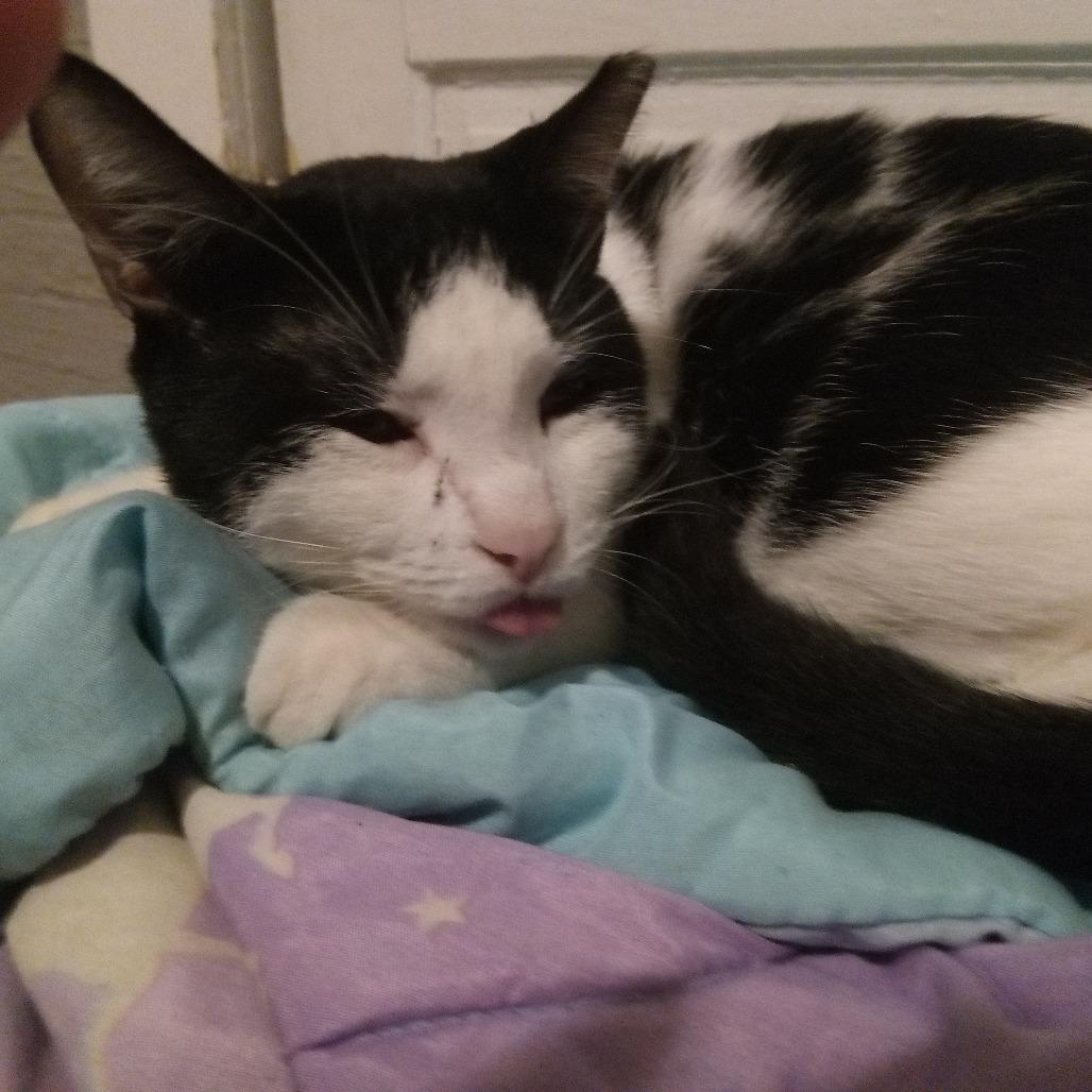 Enlarge Pinky, a Adoptable Domestic Short Hair in Columbus, GA image 3/4