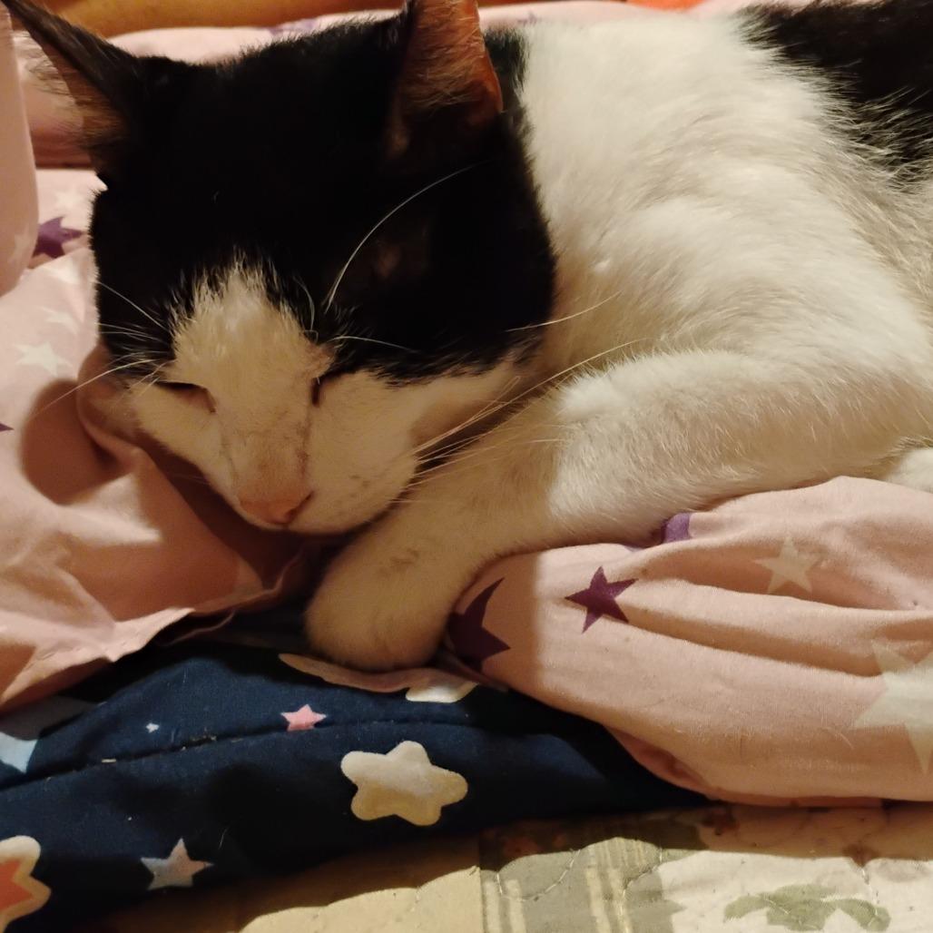 Enlarge Pinky, a Adoptable Domestic Short Hair in Columbus, GA image 4/4