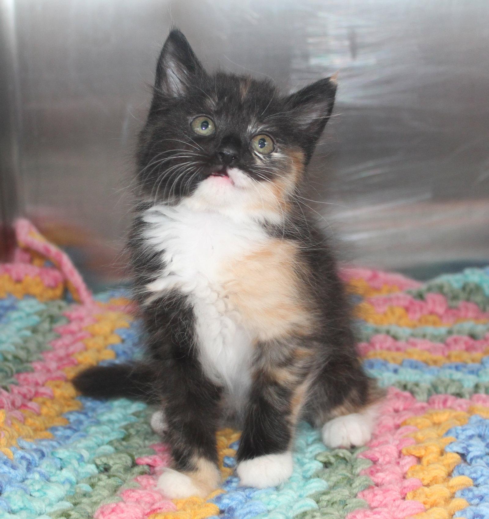 Enlarge Osland - 43456, a Adoptable mixed breed in Prattville, AL image 2/3