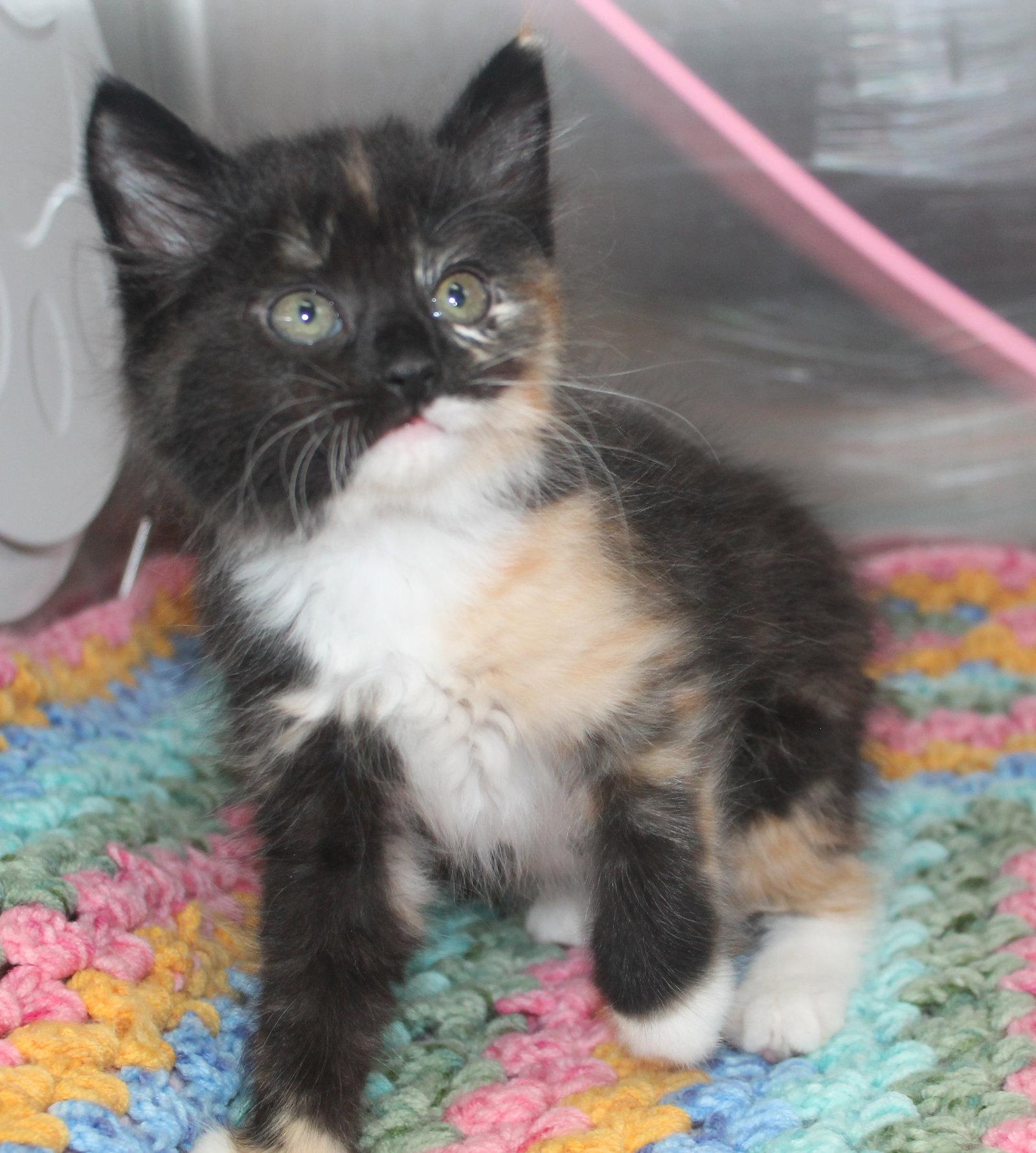 Enlarge Osland - 43456, a Adoptable mixed breed in Prattville, AL image 3/3