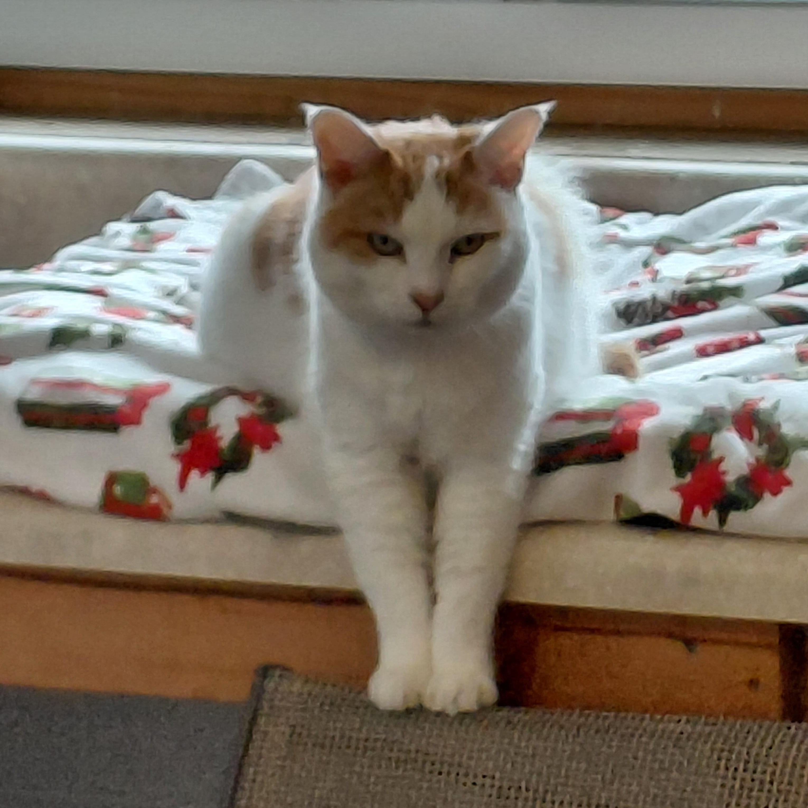 Enlarge Priss, a Adoptable Domestic Short Hair in Talbott, TN image 3/6