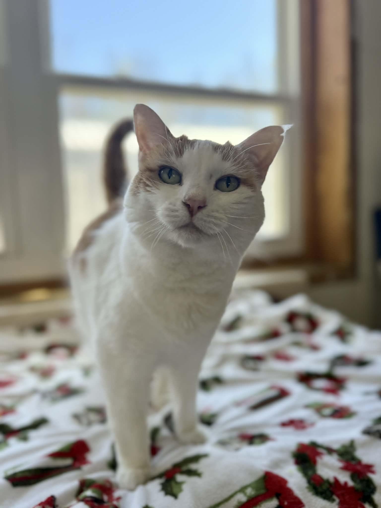 Priss, Adoptable, Young Female Domestic Short Hair.