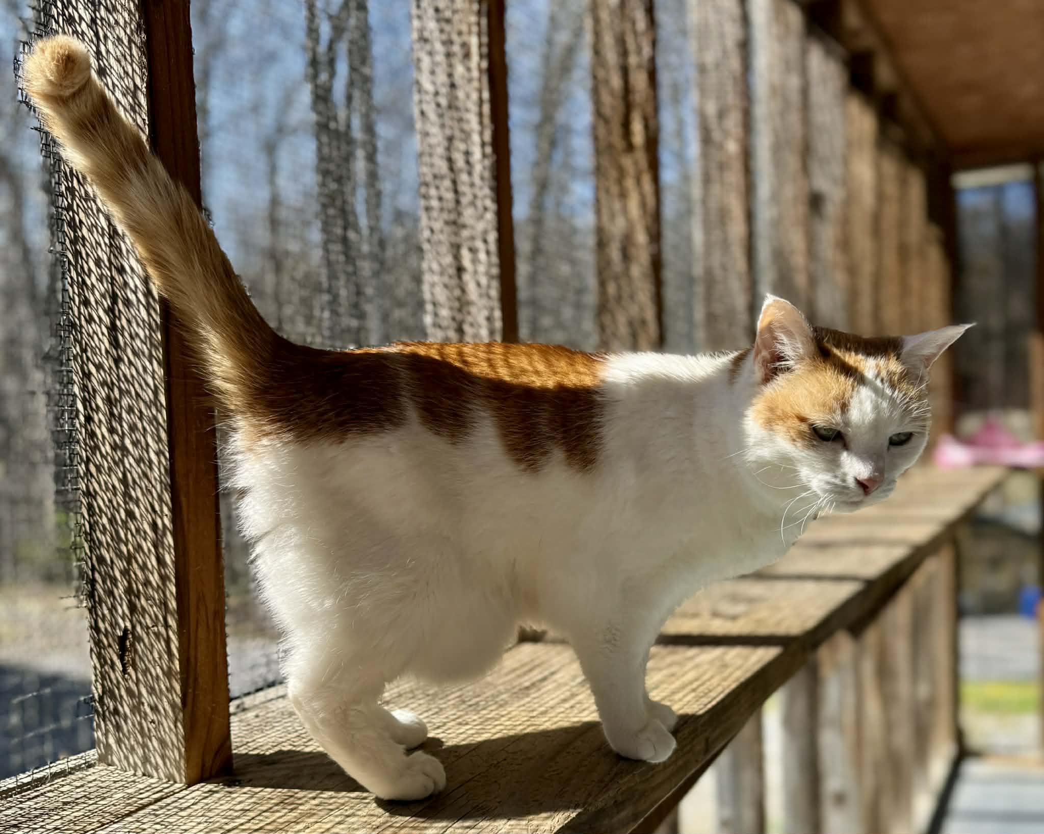 Enlarge Priss, a Adoptable Domestic Short Hair in Talbott, TN image 2/6
