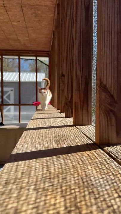 Enlarge Priss, a Adoptable Domestic Short Hair in Talbott, TN video 6/6